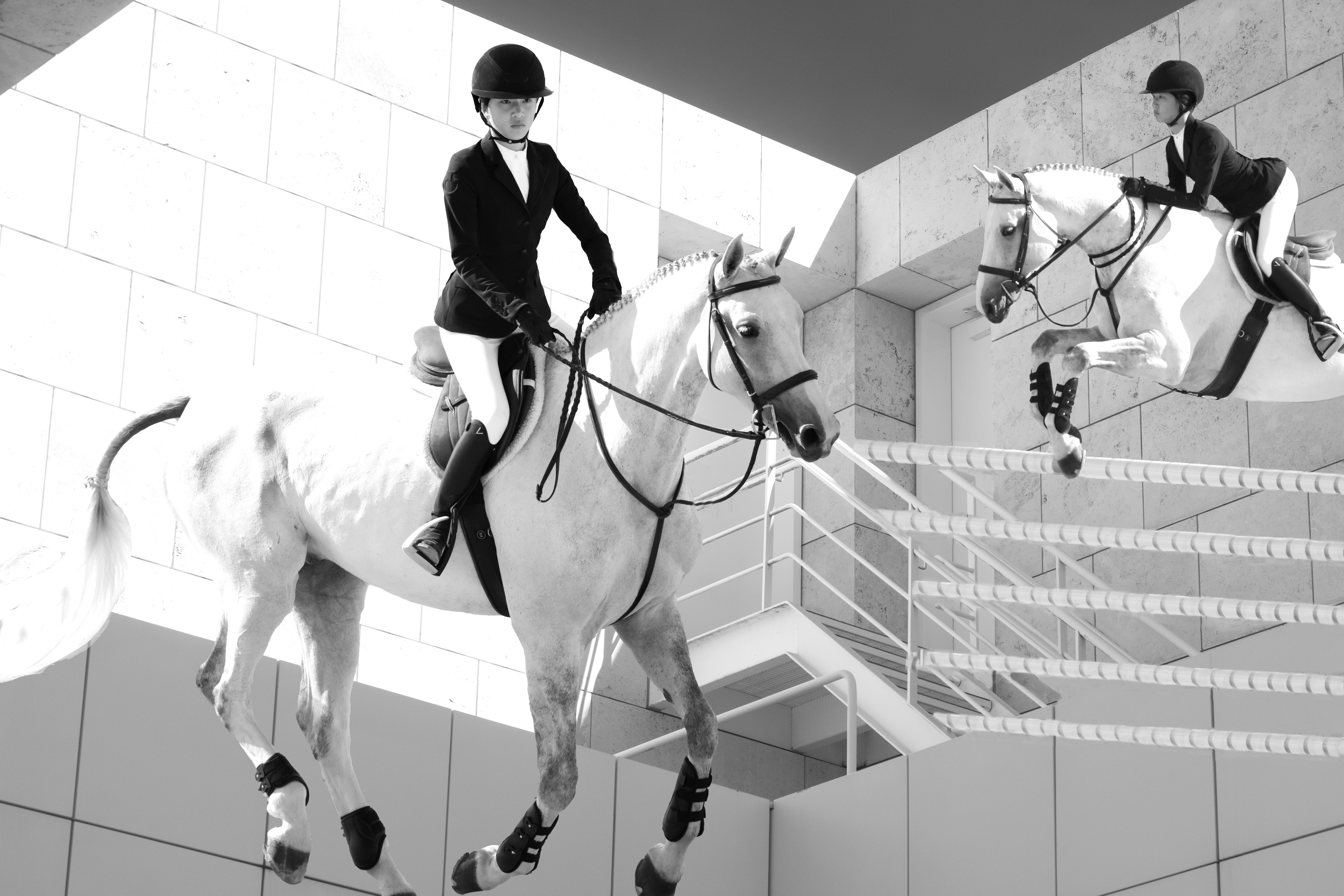 Two white horses in black and white