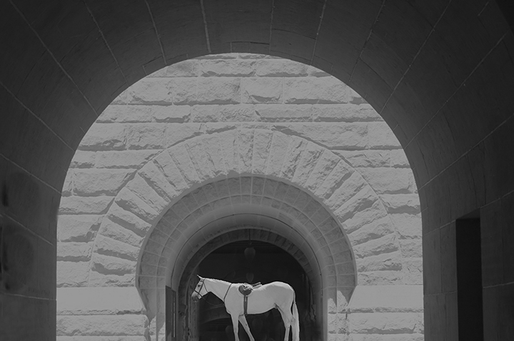 White horse profile among an abstrack black and white background.