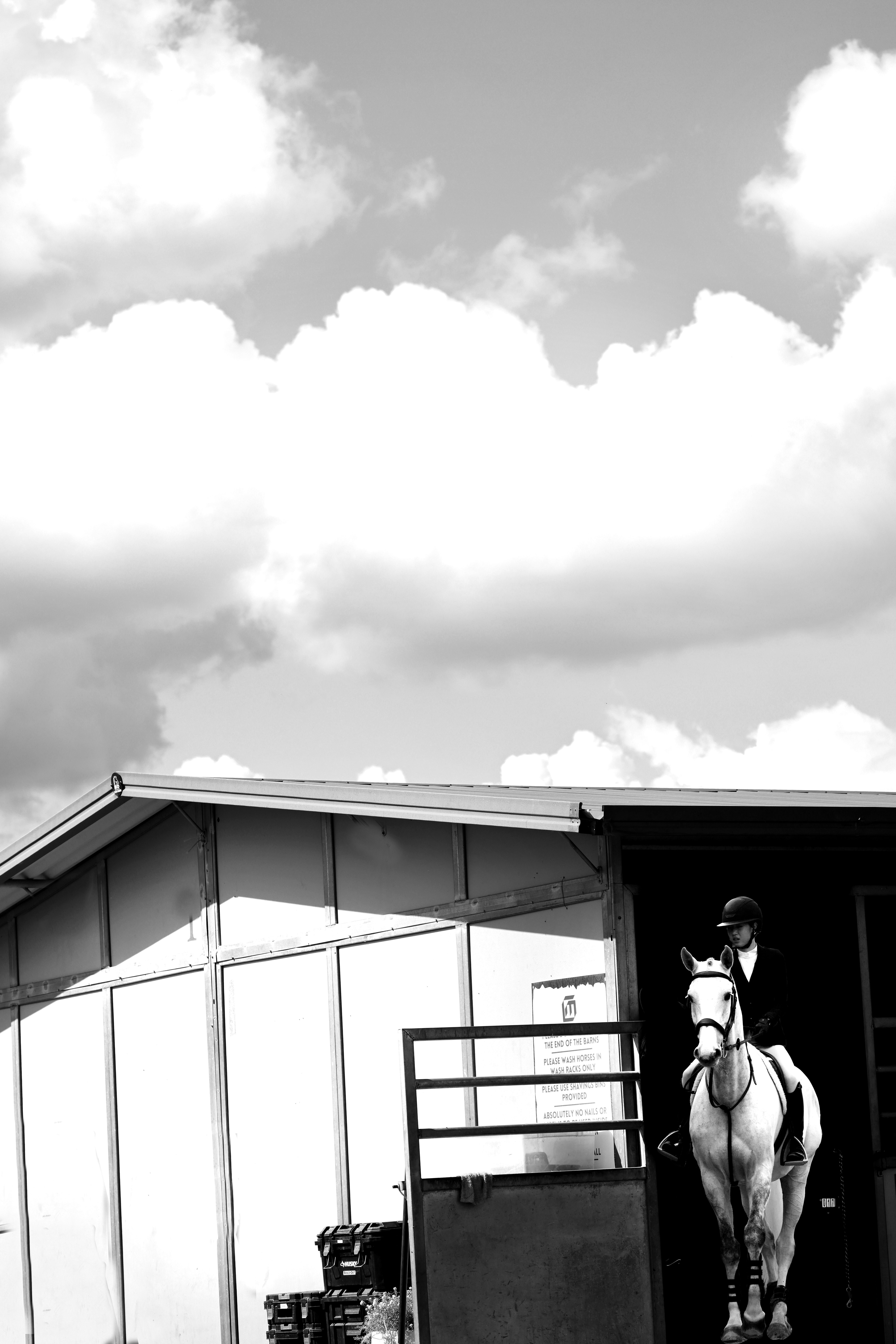 White horse and cloudy sky