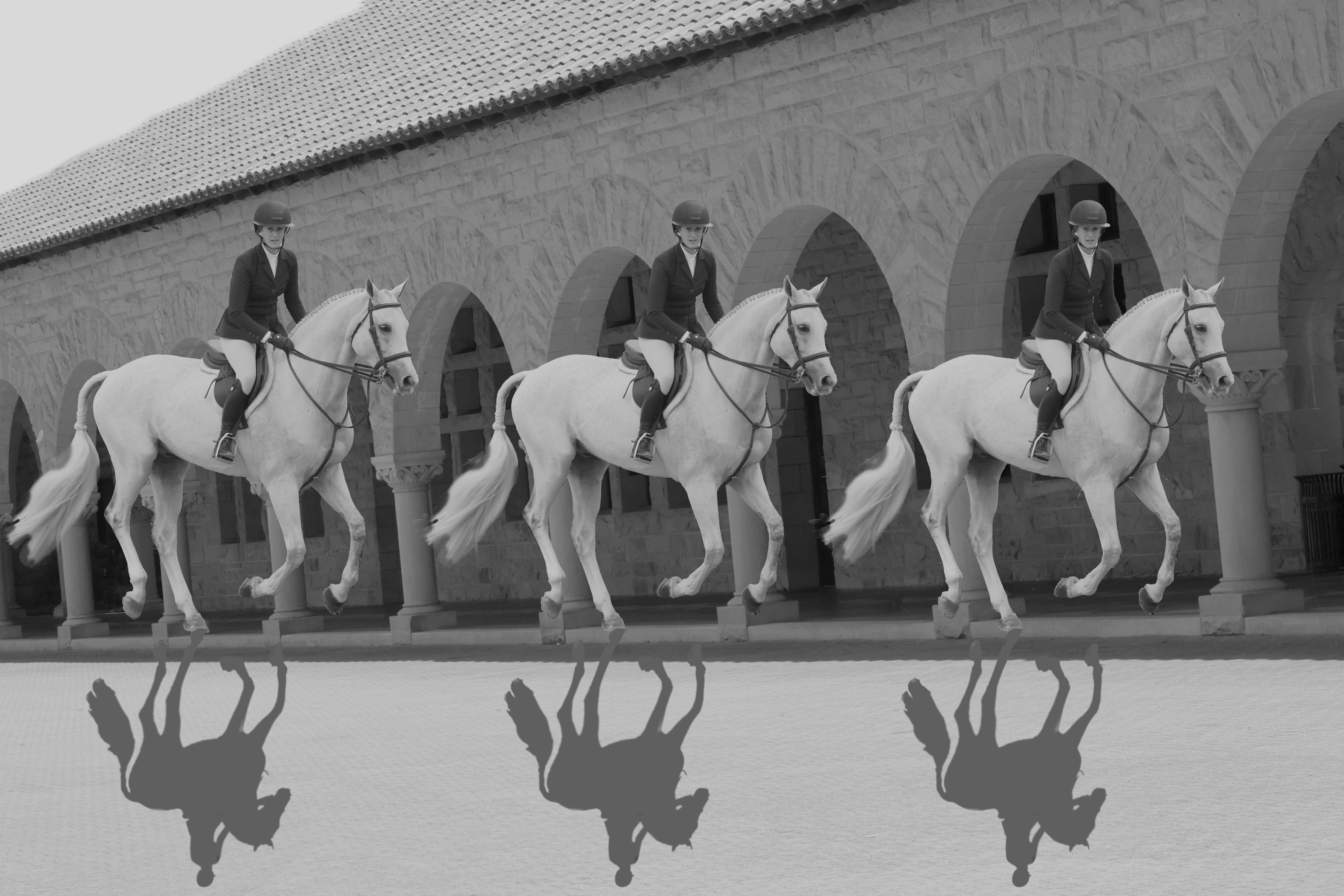 Photograph of three white horses with shadows amid arches.