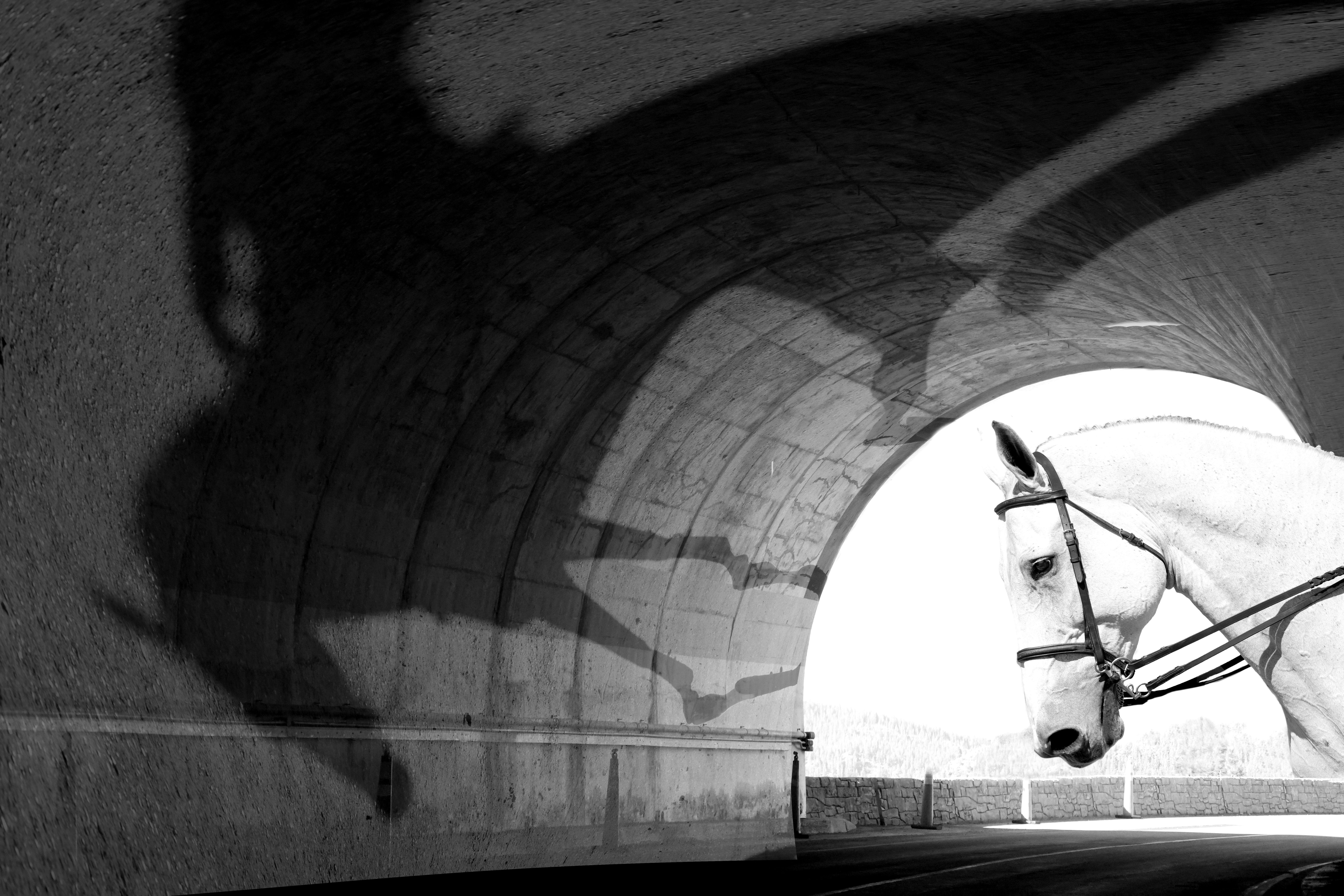 Horse at the end of a tunnel with shadow